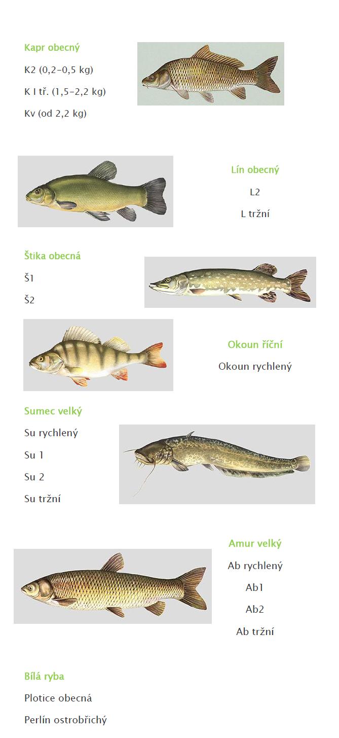 K2(0,15-0,3kg) cena 65kč/kg